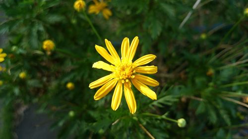 Close-up of yellow flower blooming outdoors