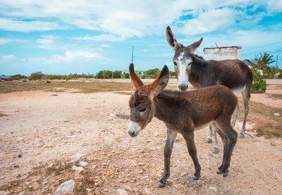 Close-up of donkeys standing on field against sky