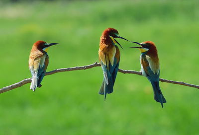 Close-up of bee-eaters perching on stick