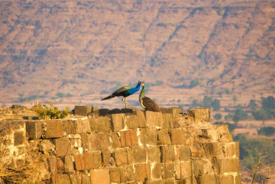 Peacock on a wall