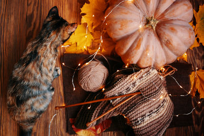 High angle view of a cat by pumpkin