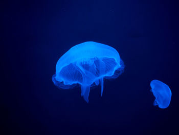 Close-up of jellyfish in sea