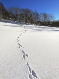 Winter snow field with hare trail traces on the background of frozen birch tree