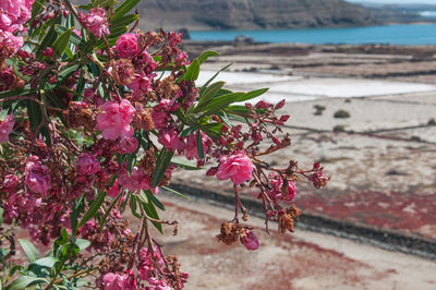 Close-up of pink flowering plant