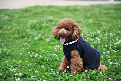 Dog looking away in grass