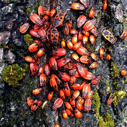 High angle view of crab