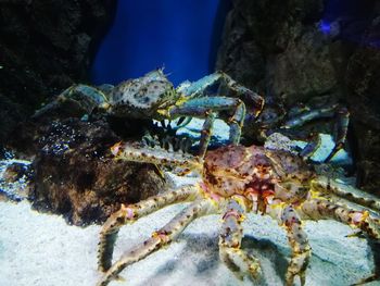 Close-up of crab in sea