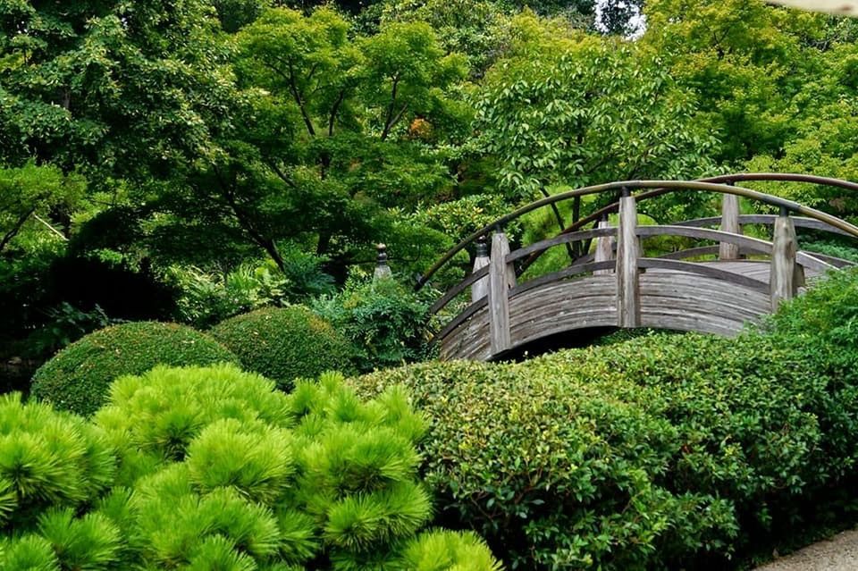 FOOTBRIDGE AMIDST TREES