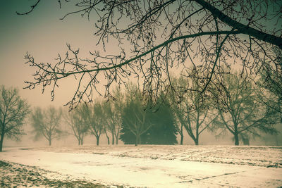 Trees on snow covered field against sky