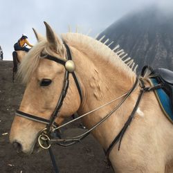 Close-up of horse standing against sky