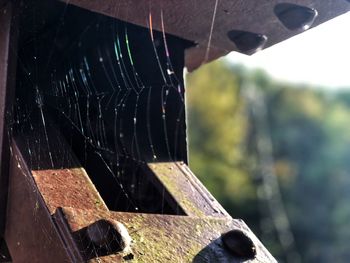 Close-up of spider web