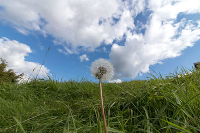 Close-up of flowers growing in field