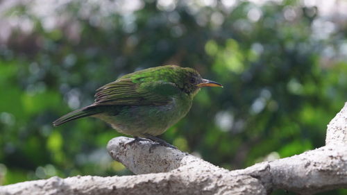 Close-up of bird perching on wood