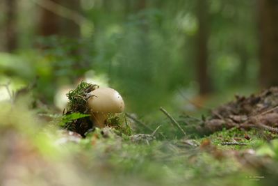 Close-up of mushroom growing on field