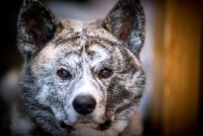 Close-up portrait of dog