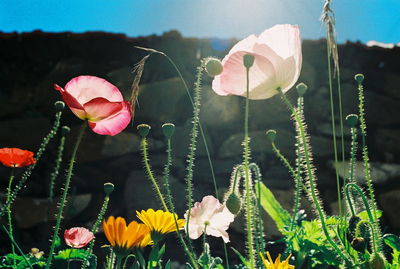 Close-up of flowers blooming in field