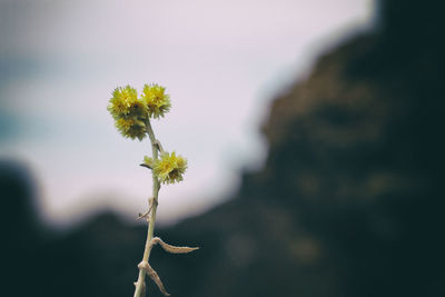 Close-up of yellow flower blooming against sky
