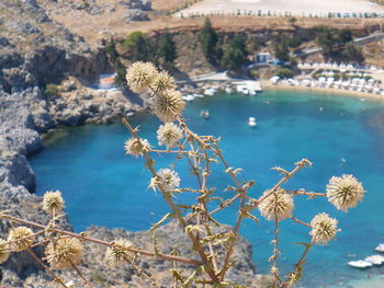 High angle view of flowering plants by sea