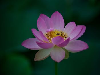 Close-up of pink lotus water lily