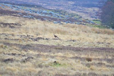 View of birds on land