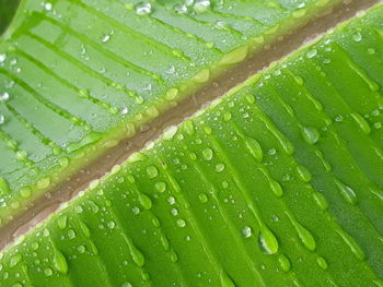 Full frame shot of leaf