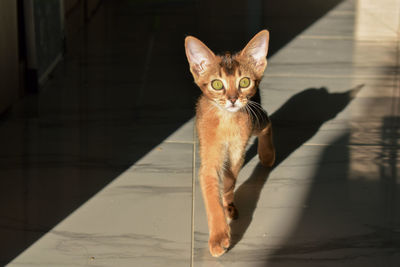 Portrait of abyssinian cat on floor in the sunlight 