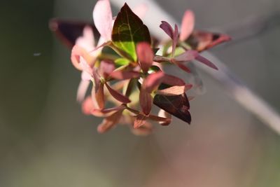 Close-up of pink flowering plant