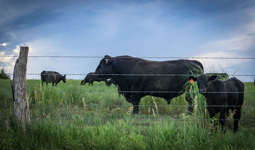 Cows grazing on grassy field