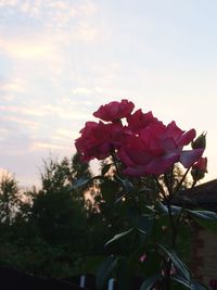 Close-up of pink rose plant against sky