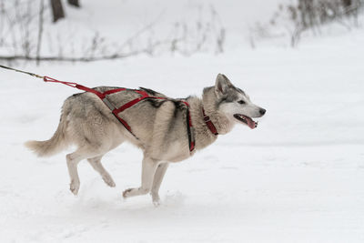 Dog standing on snow covered land