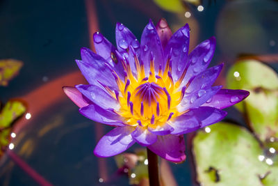 Close-up of purple water lily