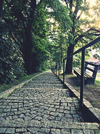 Footpath amidst trees