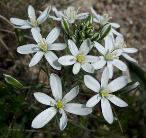 Close-up of white flowers