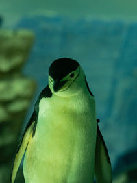 Close-up of bird