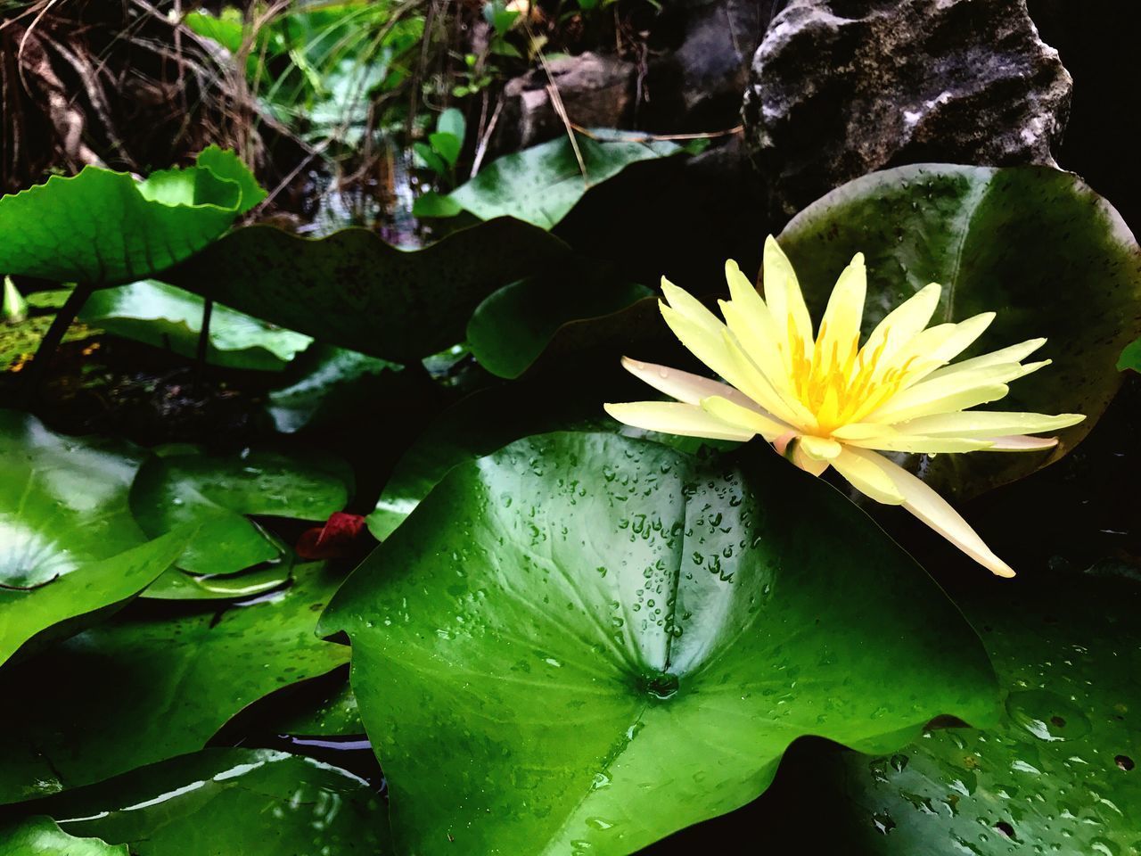 CLOSE-UP OF WATER LILY ON PLANT