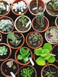 High angle view of succulent potted plants 