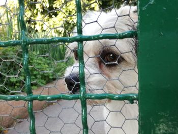 Close-up of monkey in cage at zoo