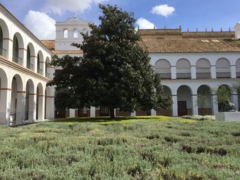 Trees in lawn with buildings in background