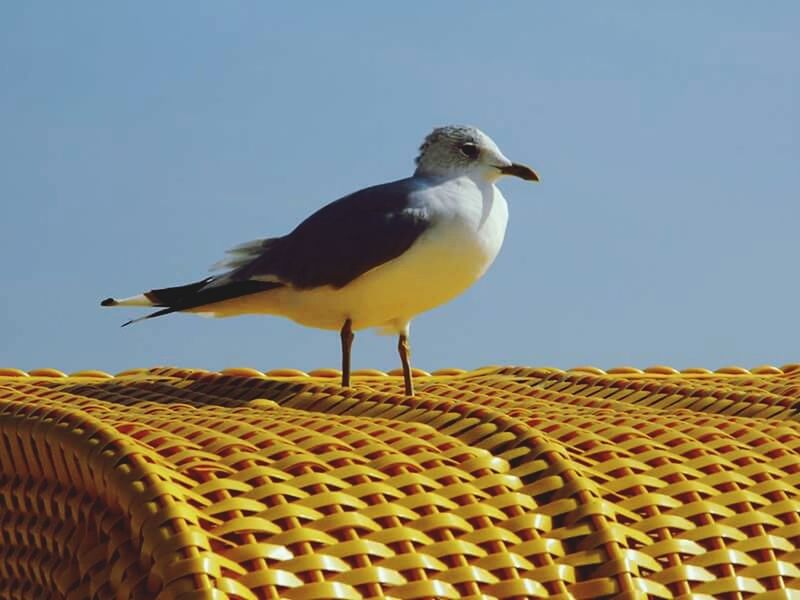 CLOSE-UP OF BIRD