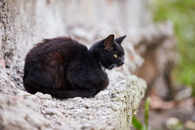 Black homeless cat sitting on stone in street. outdoor stray cat waiting for feeding. close up.