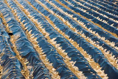 Full frame shot of crops on field