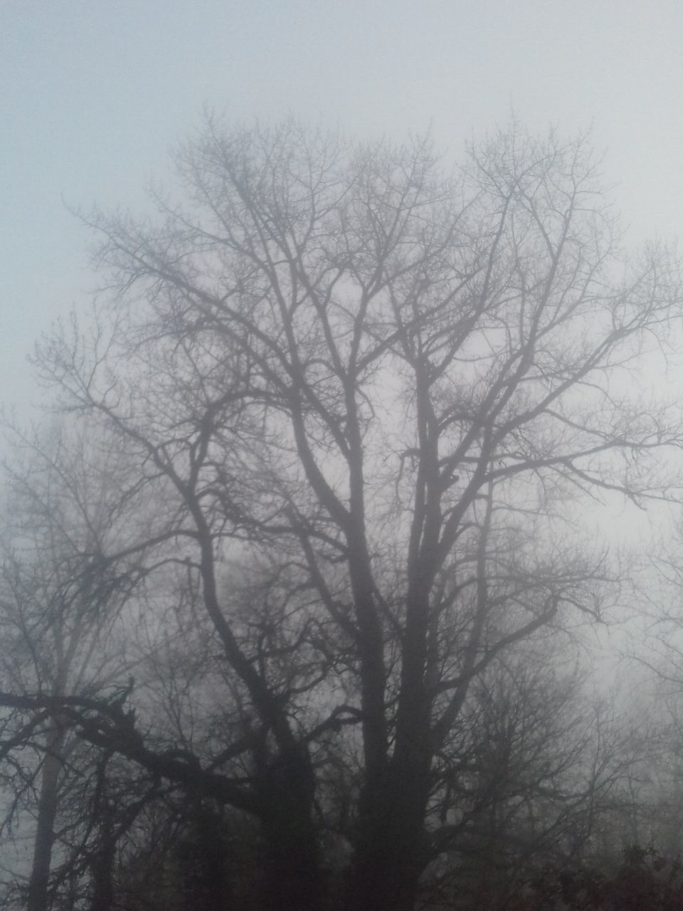 tree, bare tree, tranquility, nature, beauty in nature, outdoors, no people, branch, tranquil scene, day, fog, scenics, sky