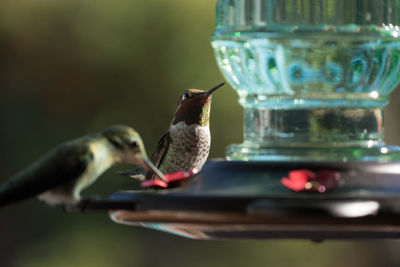 Hummingbirds perching on water container