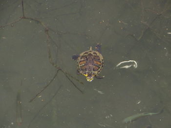 High angle view of insect swimming in lake