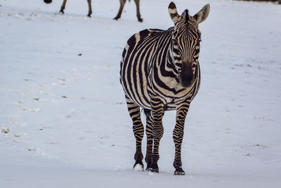 Zebra standing on shore