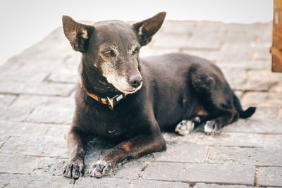 Close-up of dog