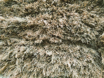 Full frame shot of plants