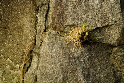 Close-up of tree trunk