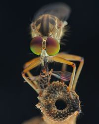 Close-up of insect over black background