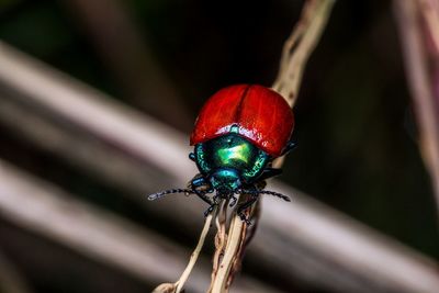 Chrysomela populi, in cerca di compagnia. chrysomela populi, looking for company.